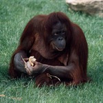Orangutanka